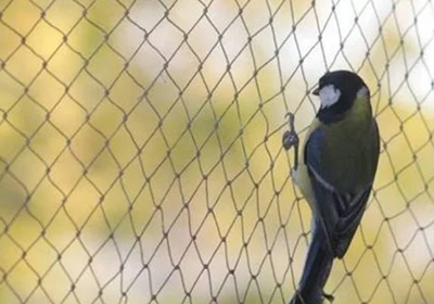 bird net